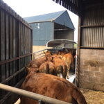 PREPRAVNÍK ZVIERAT NUGENT LS106 (L3018H) 3500 KG PREPRAVNÍK ZVIERAT NUGENT LS106 (L3018H) 3500 KG