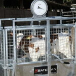 MOBILNÁ VÁŽIACA KLIETKA NA TEĽATÁ - BATEMAN MOBILNÁ VÁŽIACA KLIETKA NA TEĽATÁ - BATEMAN